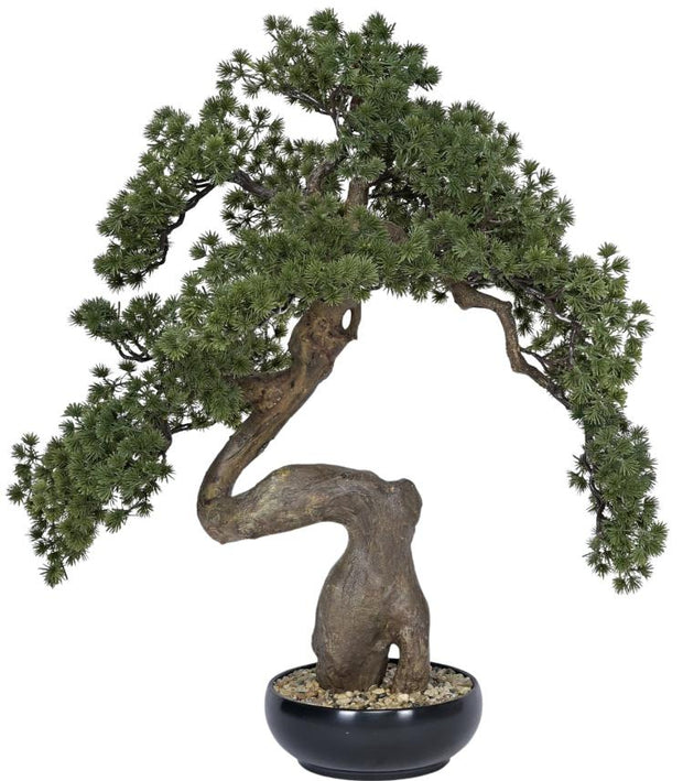 Pine Bonsai Plant In Pot (Alternate Medium)