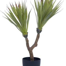 2 In 1 Sisal Yucca Plant In Pot