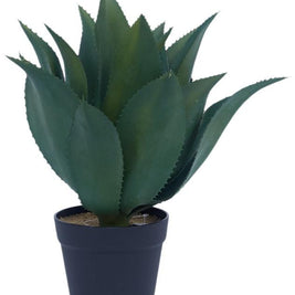Succulent Aloe Leaves Plant In Pot