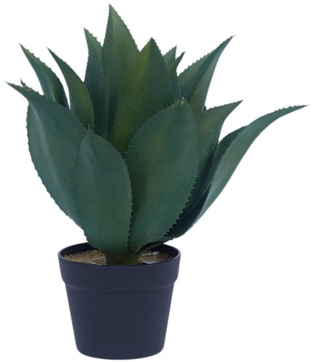 Succulent Aloe Leaves Plant In Pot