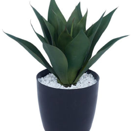 Foxtail Agave Leaves Plant