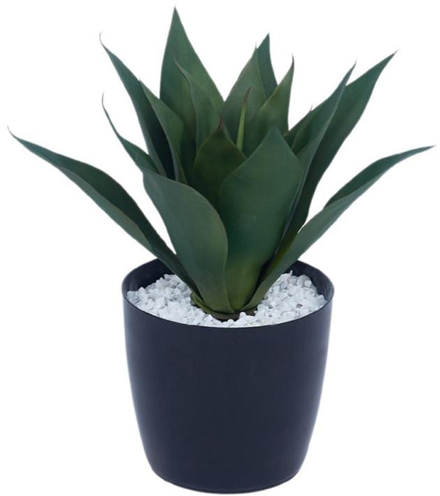 Foxtail Agave Leaves Plant