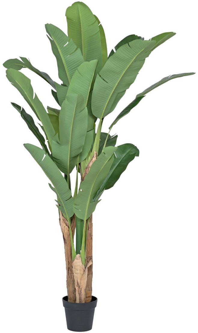 3 Stem New Cut Banana Leaves Plant In Pot