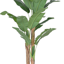 3 Stem New Cut Banana In Pot Leaves Plant