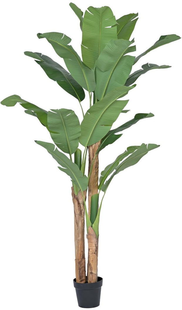 3 Stem New Cut Banana In Pot Leaves Plant