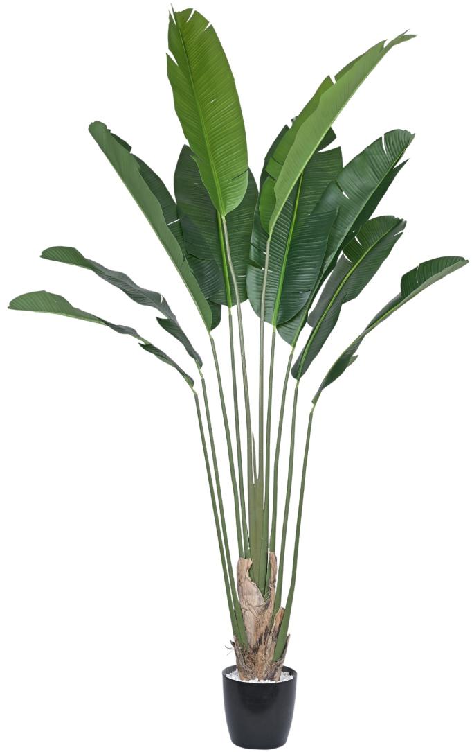 10 Fan Travellers Leaf Plant