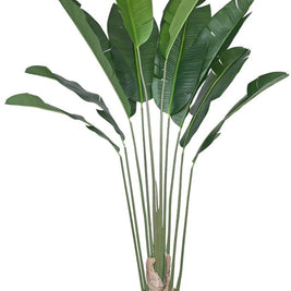 10 Fan Travellers Leaf Plant