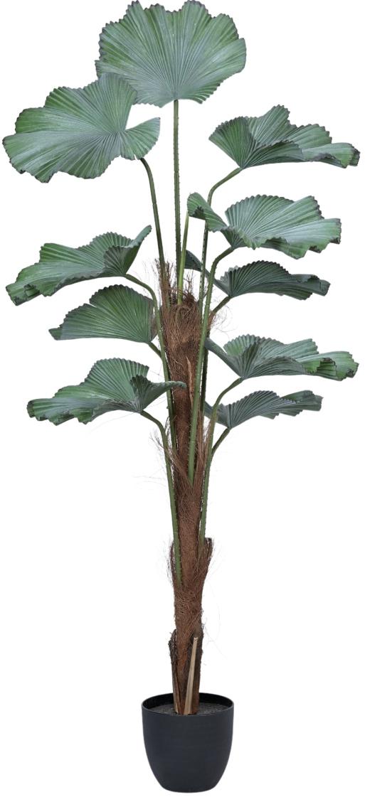 Pe Fan Palm Leaves Plant In Pot