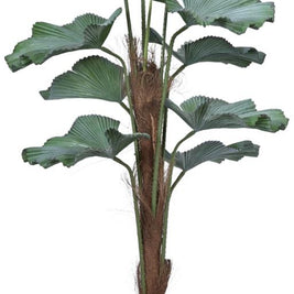 Pe Fan Palm Leaves Plant In Pot