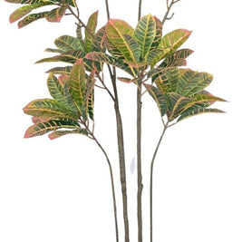 8 Head Croton Leaves Plant In Pot