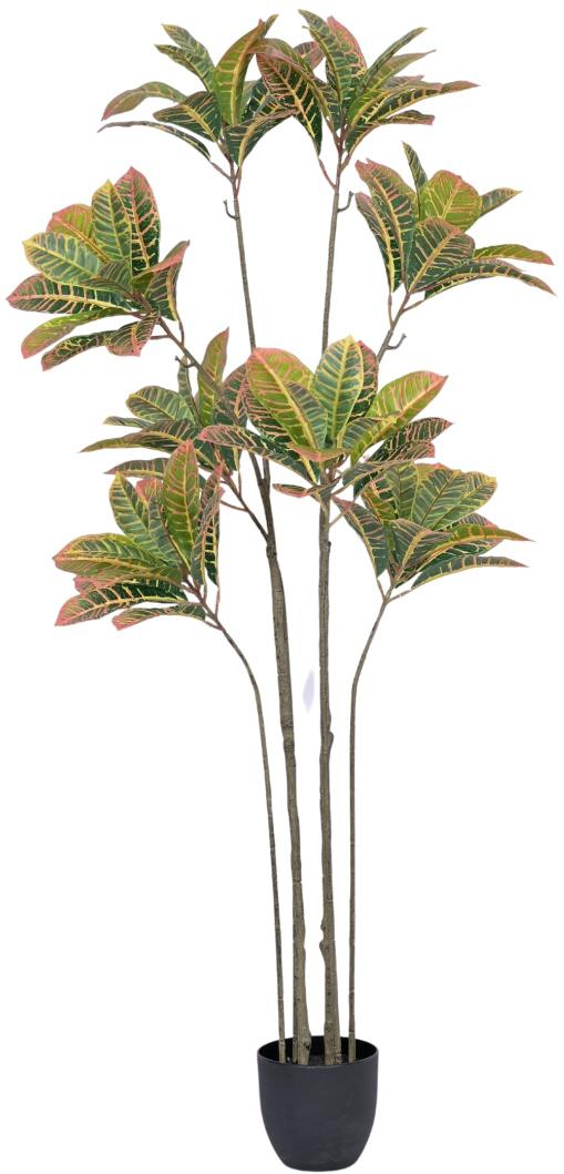 8 Head Croton Leaves Plant In Pot