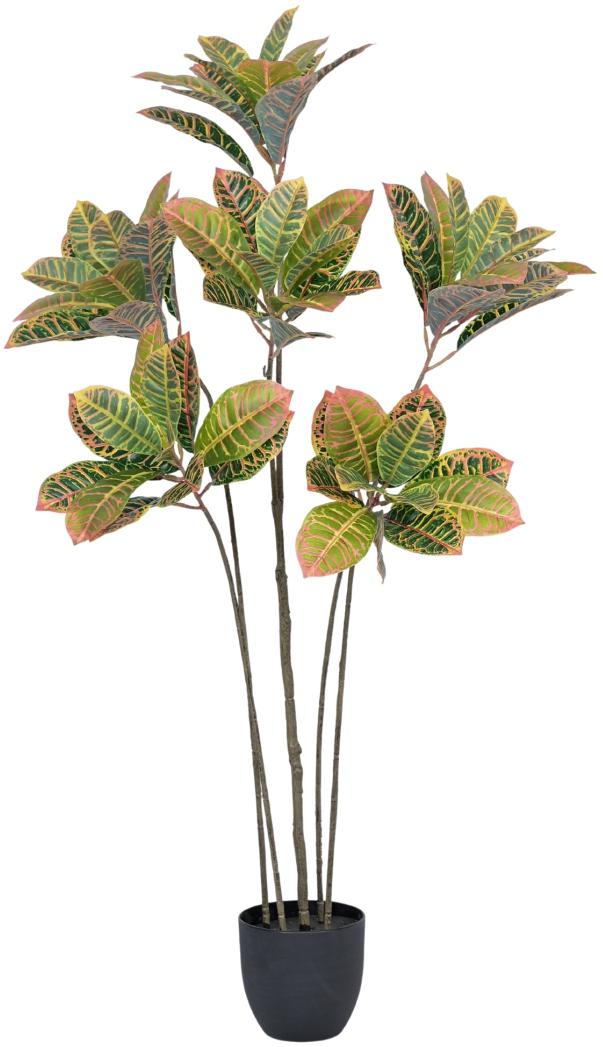 5 Head Croton Leaves Plant In Pot