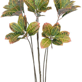 5 Head Croton Leaves Plant In Pot