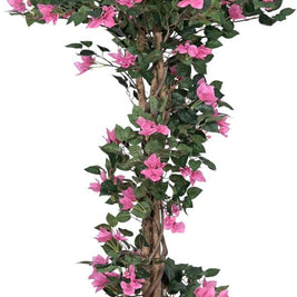 Bogenvella Plant In Pot (4ft)