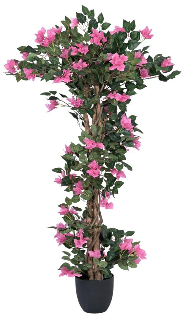 Bogenvella Plant In Pot (4ft)