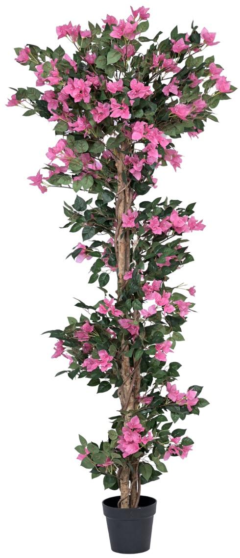 Bogenvella Plant In Pot (6ft)