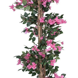 Bogenvella Plant In Pot (6ft)