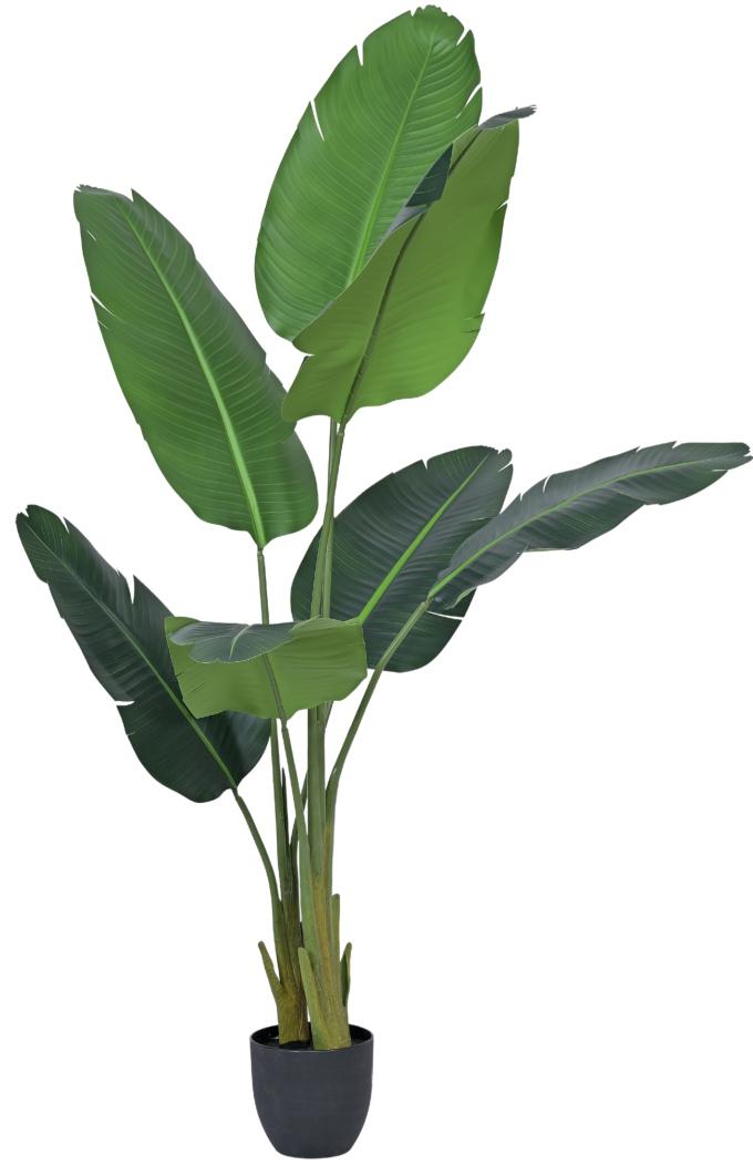 7 Leaves Travellers Leaf Plant In Pot