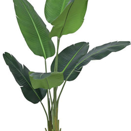 7 Leaves Travellers Leaf Plant In Pot