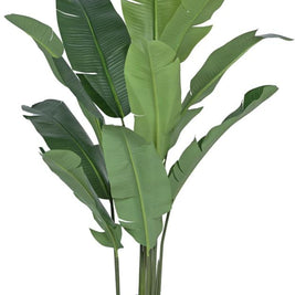 10 Leaves Travellers Palm Plant