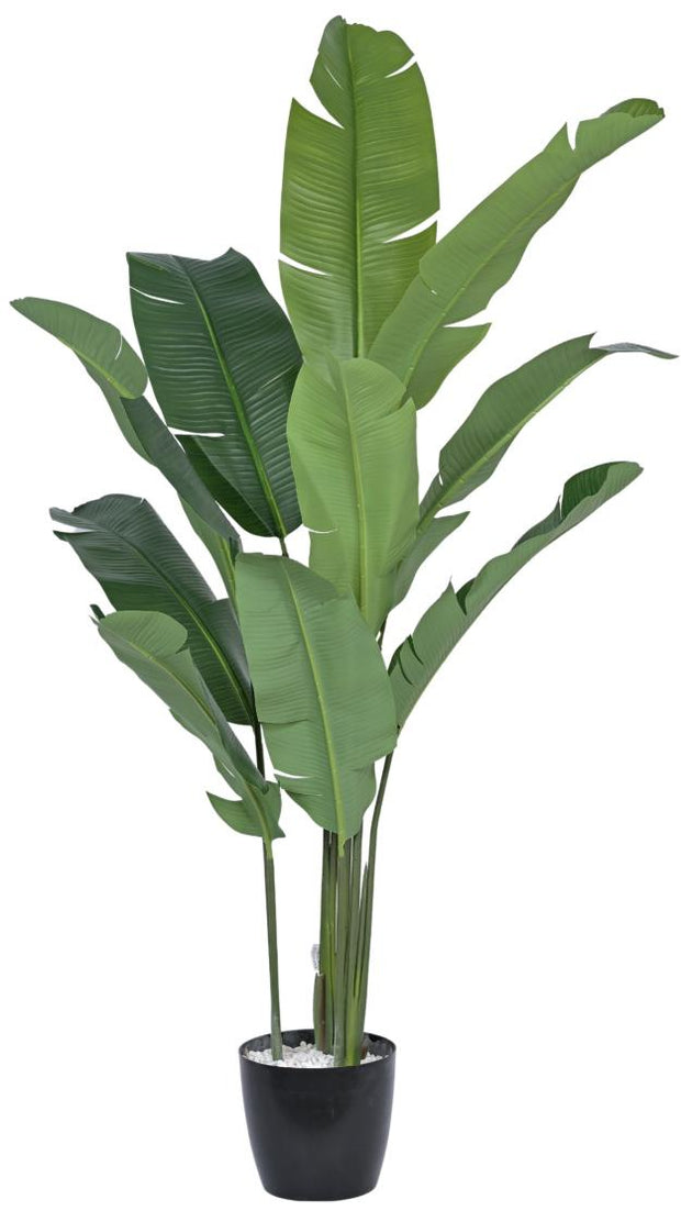 10 Leaves Travellers Palm Plant