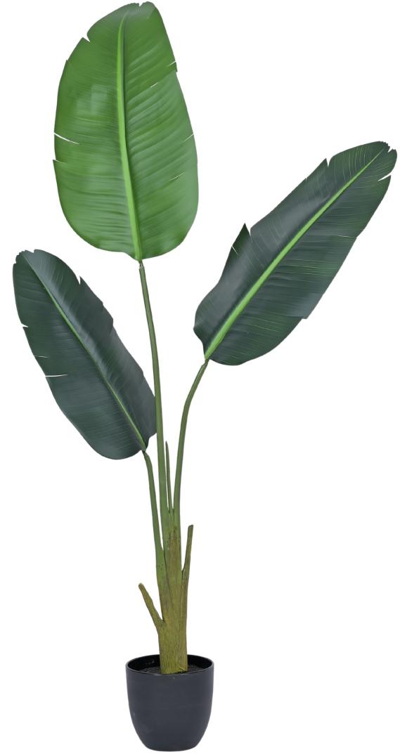 3 Stem Oval Traveller Leaf Plant In Pot