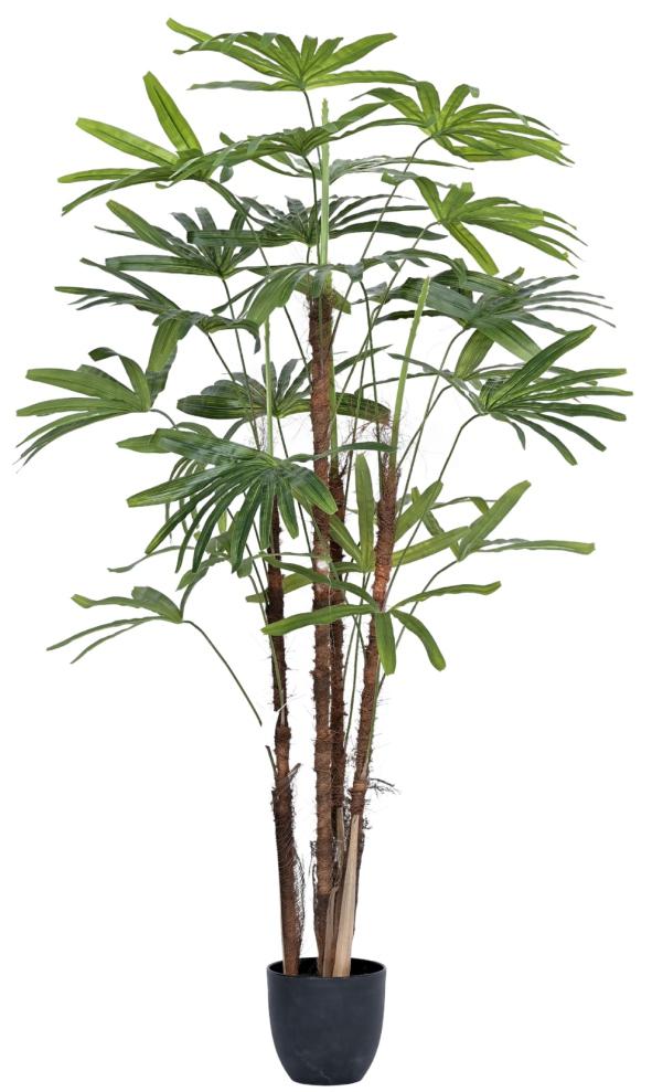 3 Stem Raphis Palm Plant In Pot