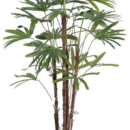 3 Stem Raphis Palm Plant In Pot