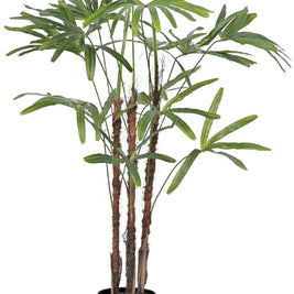 4 Stem Raphis Palm Plant In Pot