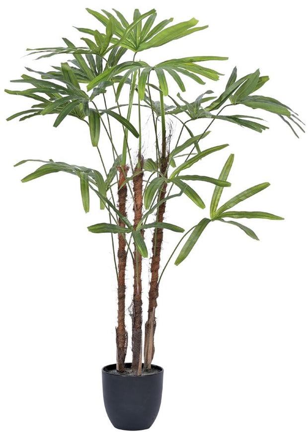 4 Stem Raphis Palm Plant In Pot