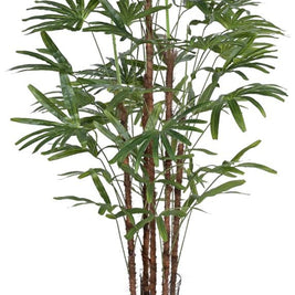 5 Stem Raphis Palm Plant In Pot