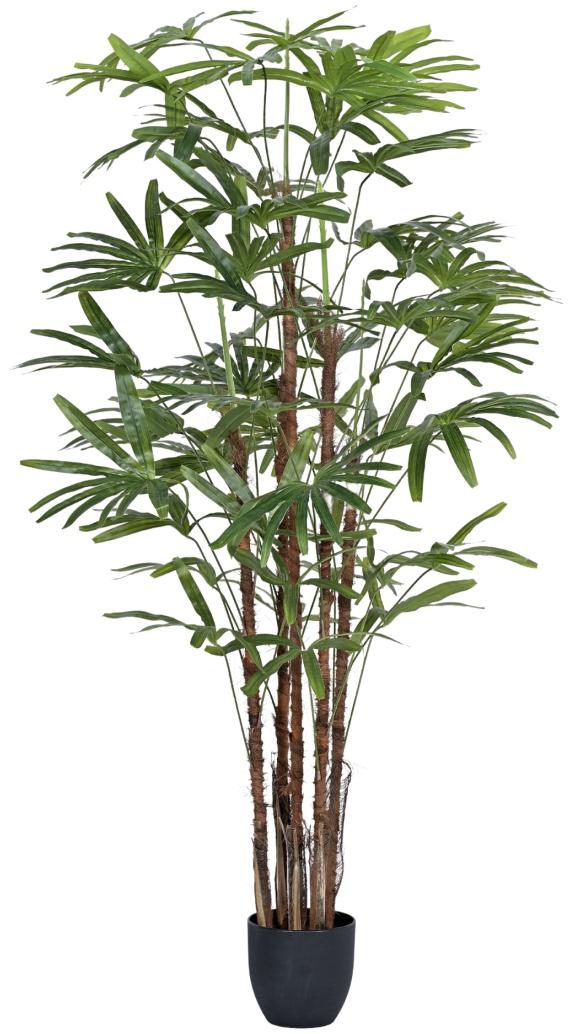 5 Stem Raphis Palm Plant In Pot
