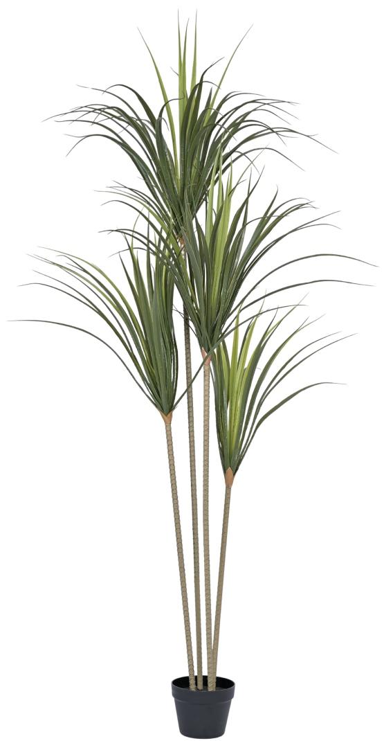 4 In 1 Pe Yucca Plant In Pot (Large)