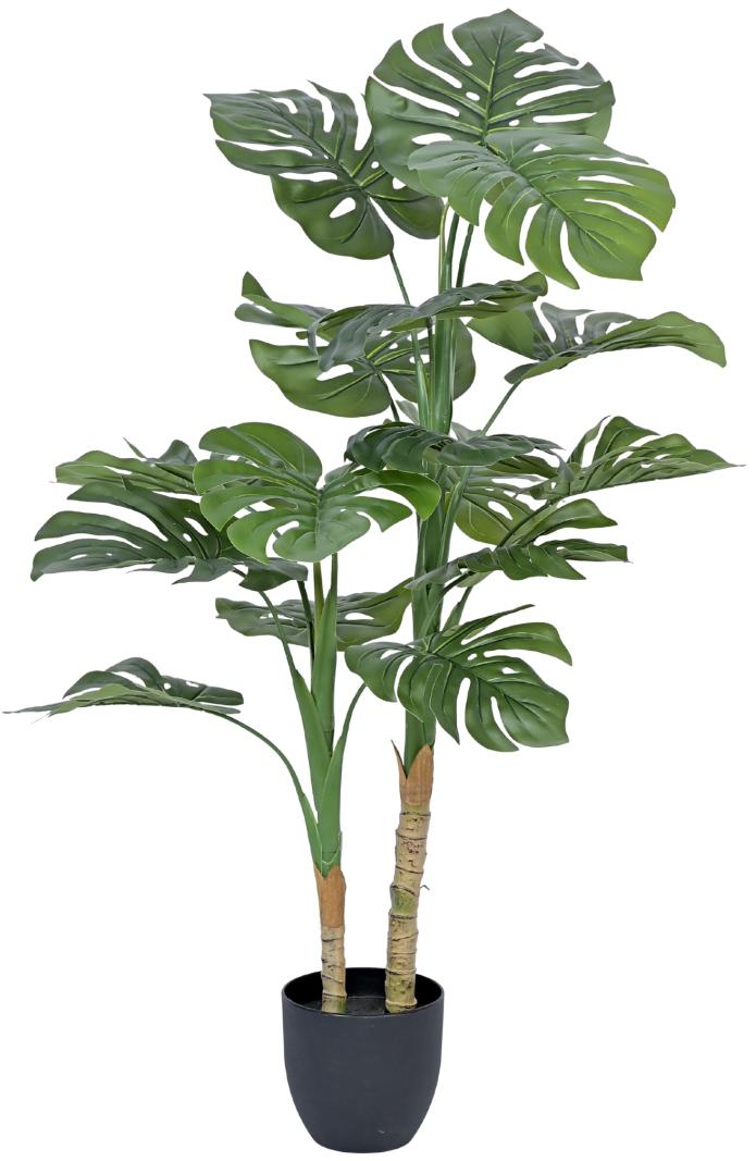 2 Head Monsterra Plant In Pot