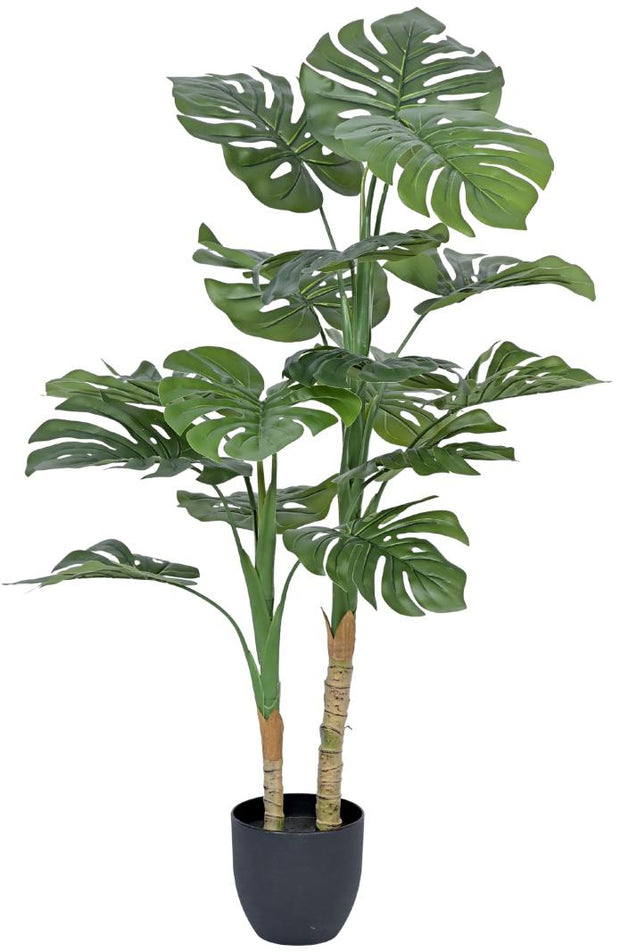 2 Head Monsterra Plant In Pot