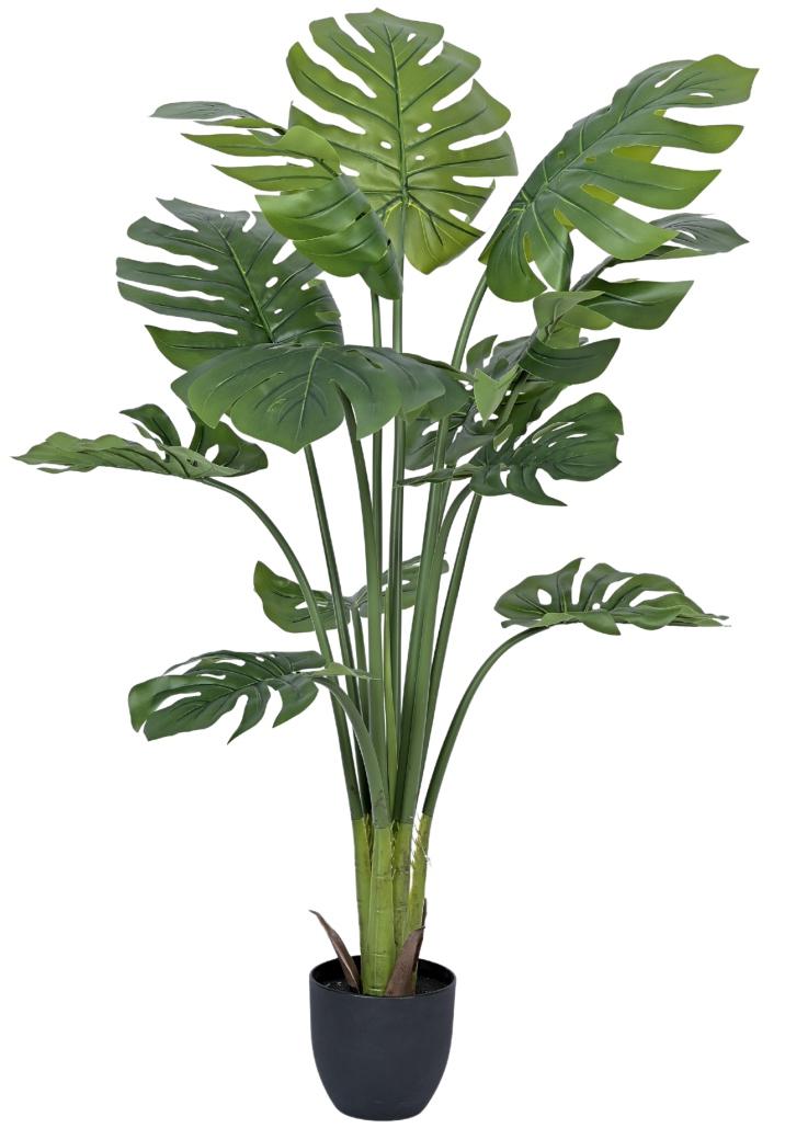 Monsterra Plant In Pot