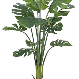 Monsterra Plant In Pot