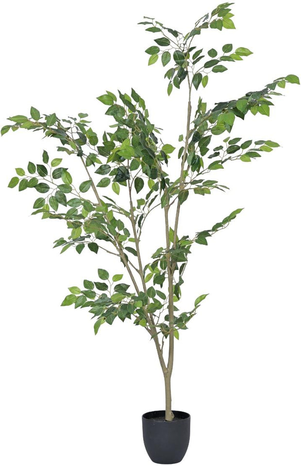 Natural Touch Modern Ficus Plant In Pot (5ft)