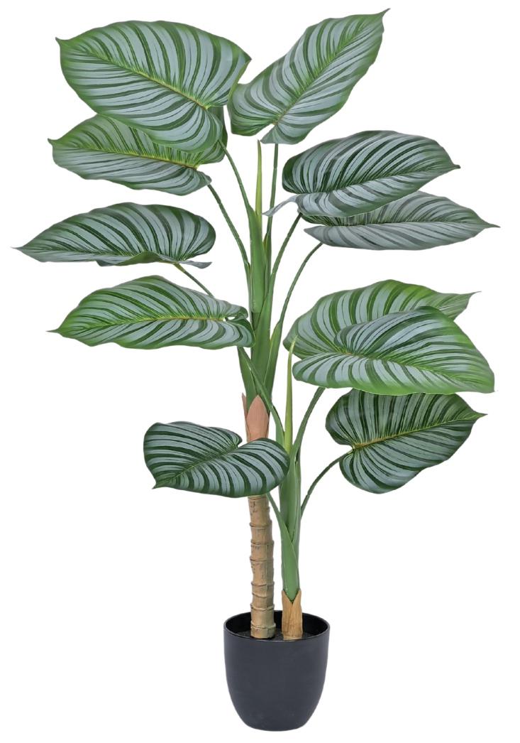 Watermelon Leaves Plant In Pot