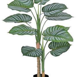 Watermelon Leaves Plant In Pot