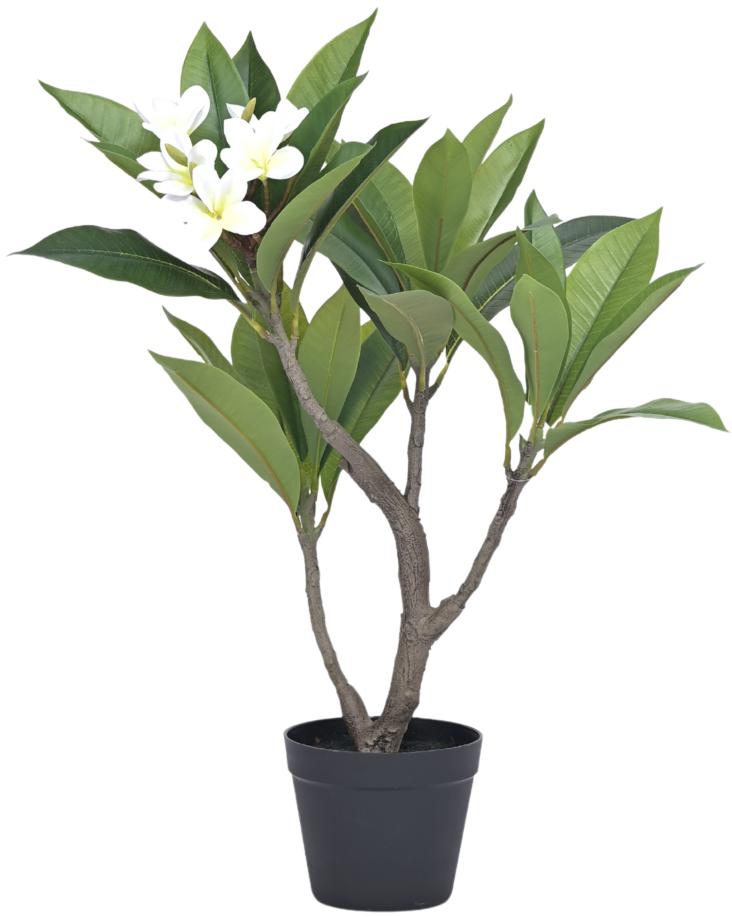 70cm 4 Head Frangipanni Leaf Plant In Pot