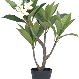 70cm 4 Head Frangipanni Leaf Plant In Pot