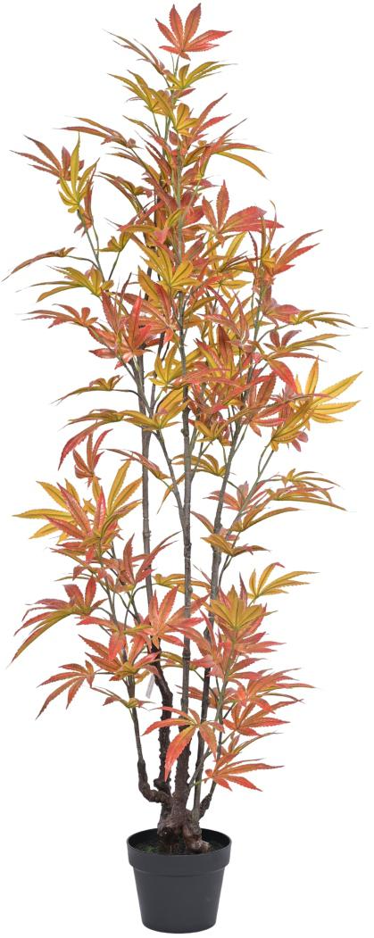 150cm Orange Mapple Plant Plant In Pot