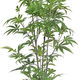 150cm Green Mapple Plant Plant In Pot
