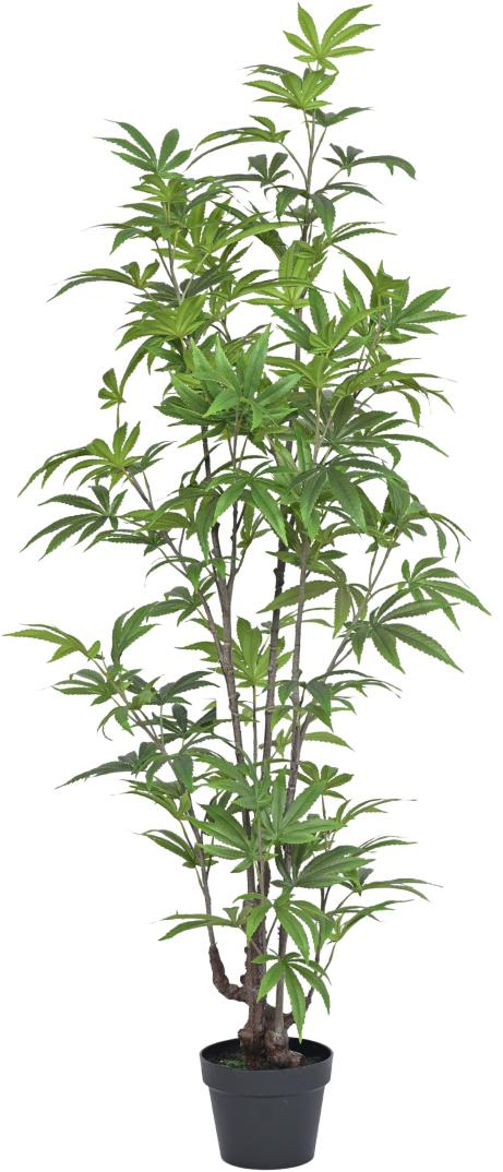 150cm Green Mapple Plant Plant In Pot