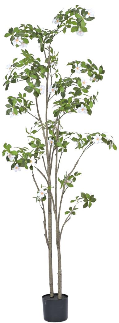 White Willow Flower Plant In Pot