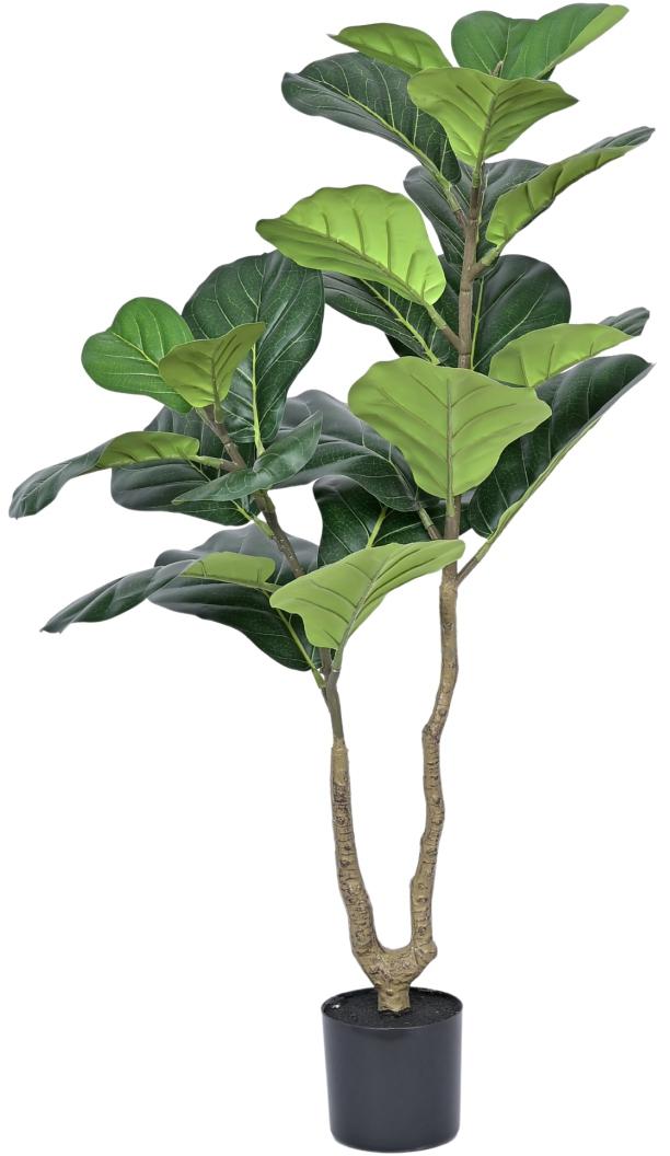 2 Head Fiddle Leaf Plant In Pot