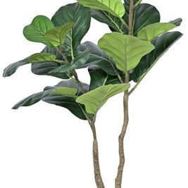 2 Head Fiddle Leaf Plant In Pot