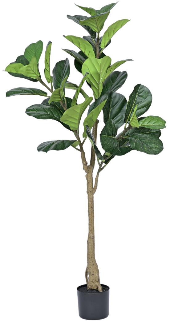 Fiddle Leaf Plant In Pot (4.6ft)