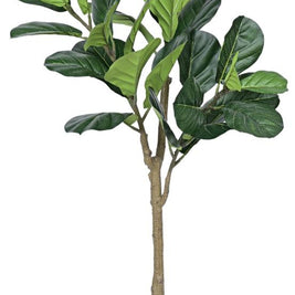 Fiddle Leaf Plant In Pot (4.6ft)